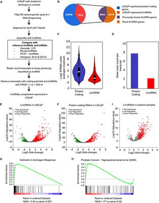 Chromatin Landscape Distinguishes the Genomic Loci of Hundreds of Androgen-Receptor-Associated LincRNAs From the Loci of Non-associated LincRNAs